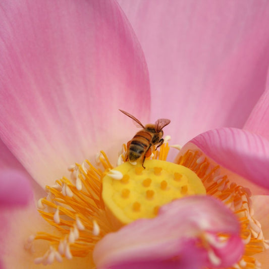 Basiscursus Essentiële Meditatie – Hooghalen (Drenthe) 31 mei - 7 juni