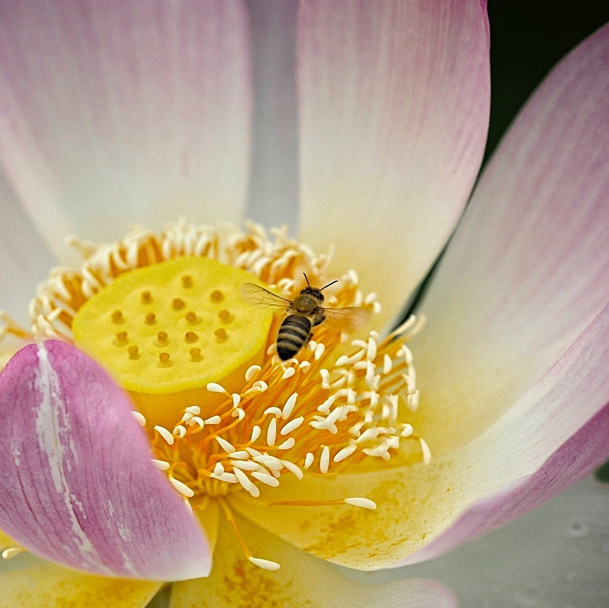 Basiscursus Essentiële Meditatie